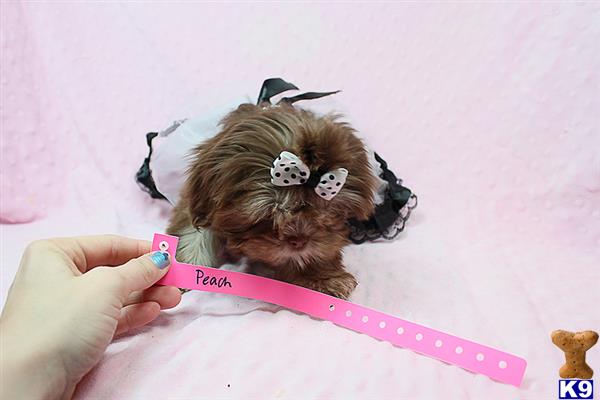 lvpuppyheaven Picture 2